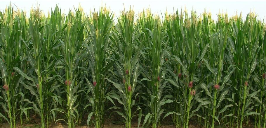 agriculture plastic net сельскохозяйственная пластиковая сетка