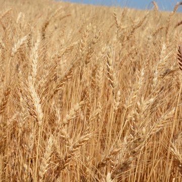 anti bird net сетка от птиц