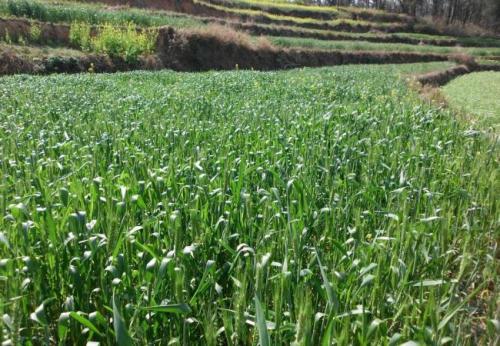 shade net сетка для тени