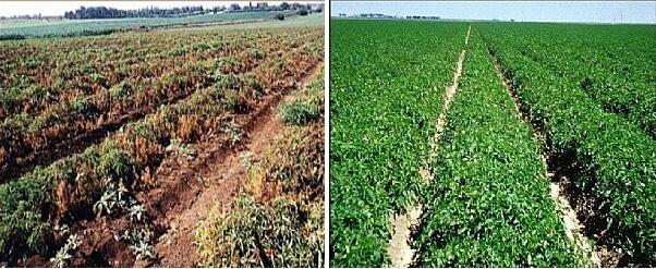 ground cover почвопокровное