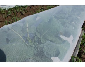 25_gr_insect_netting_on_organic_broccoli 25_gr_insect_netting_on_organic_broccoli