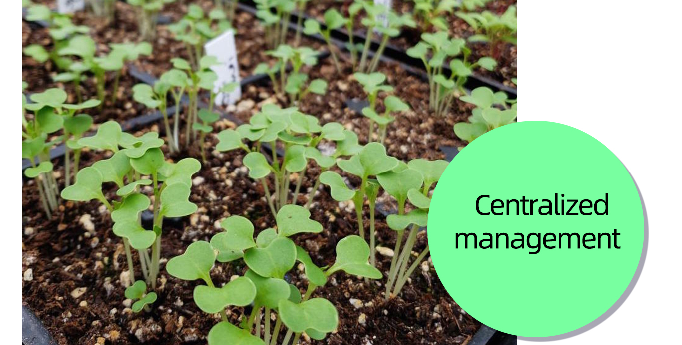 Seedling Starter Trays Стартовые лотки для рассады