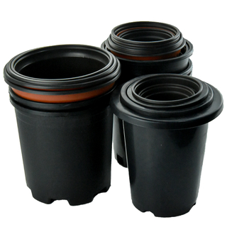 Прочные черные цветные растения для детских садов для пересадки растений