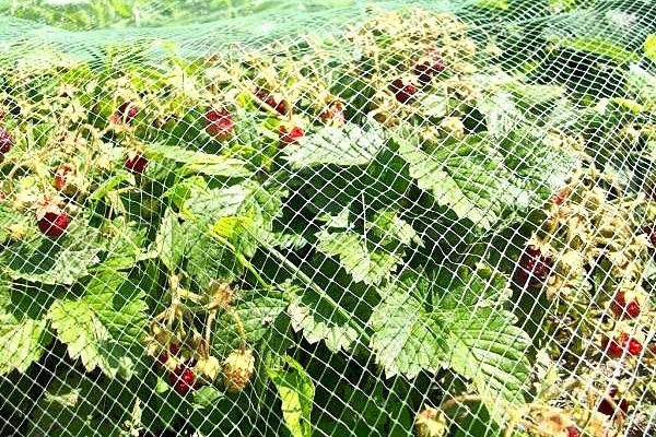 Пластическая растяжка