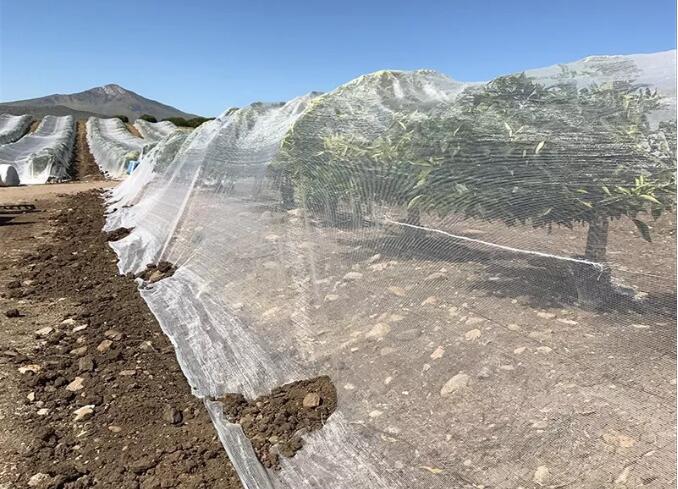 пчелиная сетка2