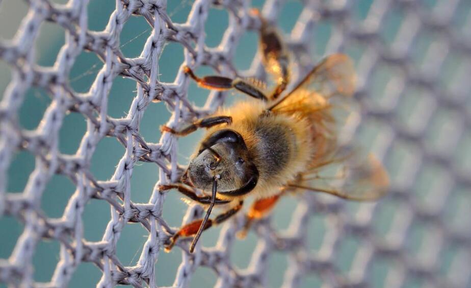 пластиковая пчелиная сетка