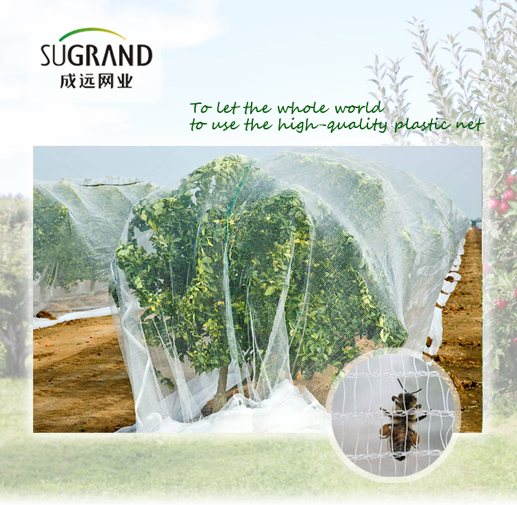 Пчелиная сеть-1