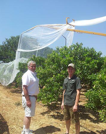 пчелиная сеть8