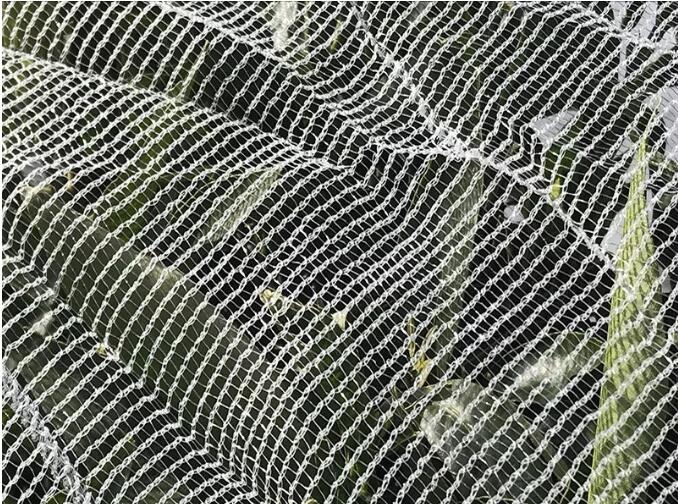 пчелиная сетка1