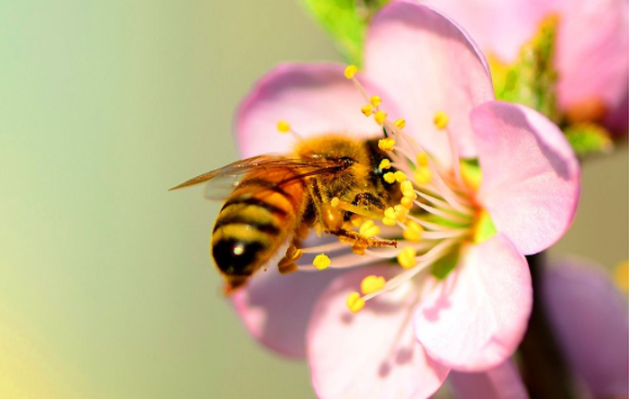пчелиная сетка