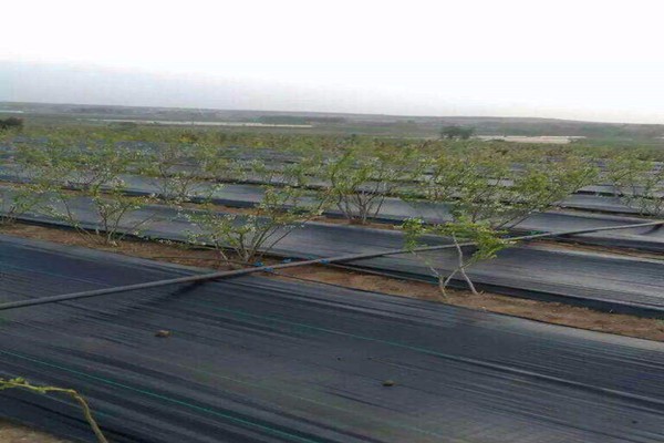 Краткое введение в почвопокровные