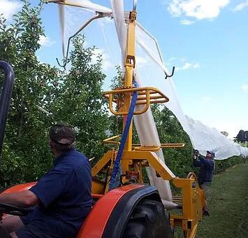 пчелиная сеть7