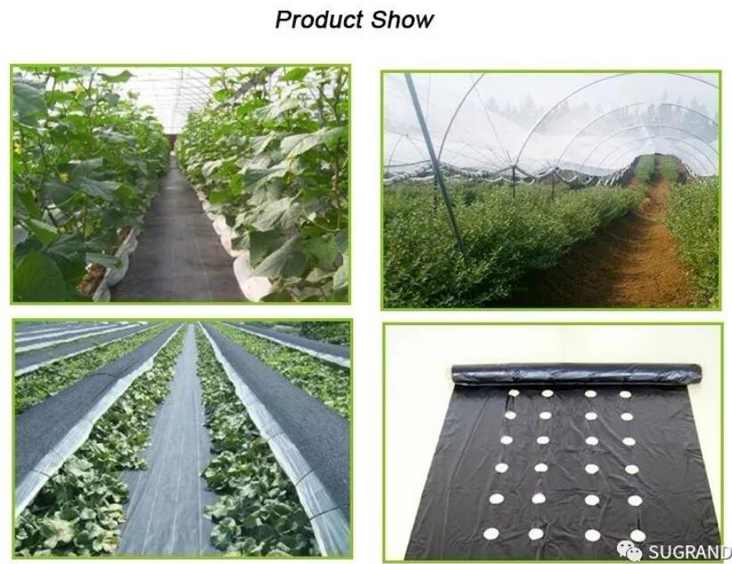 почвопокровное 4