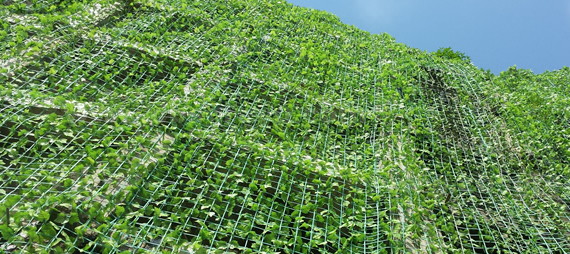 техника посадки с сеткой для поддержки растений