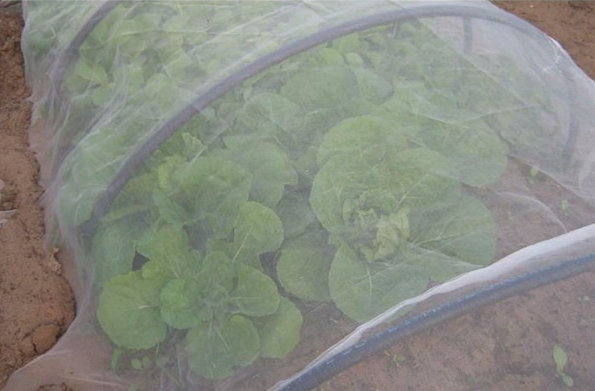 Насекомо-защищенные сети изолируют вредители из овощей и фруктов