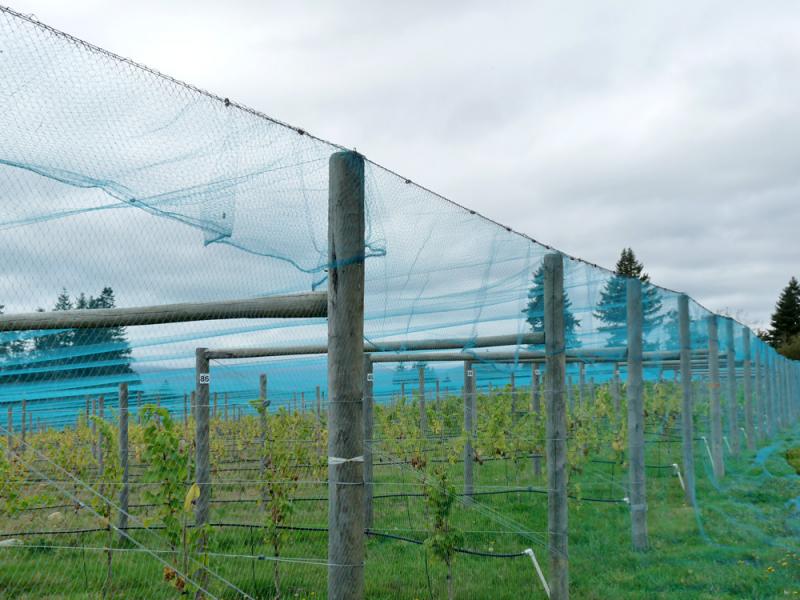 vineyard_netting_1