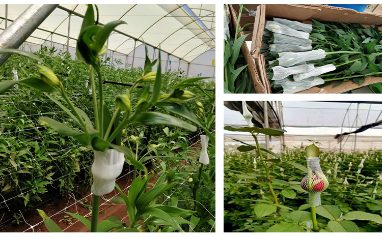 Цветочная сеть16