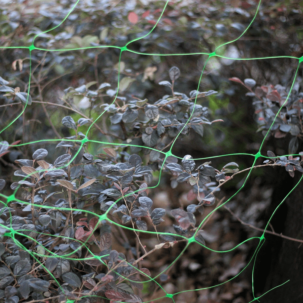 Сборка бобов огурца