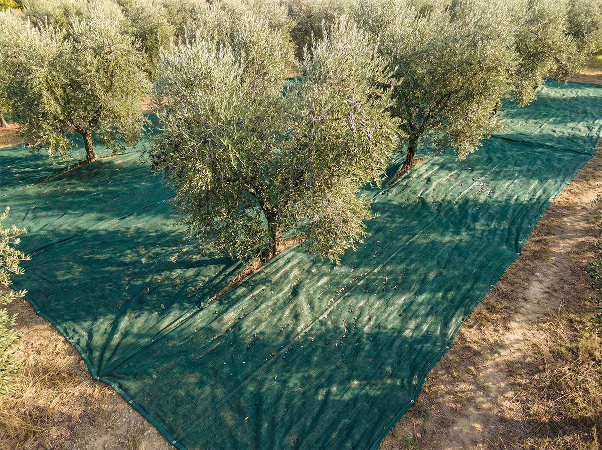 оливковая сеть