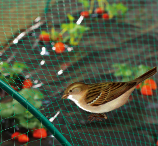 сетка для птиц