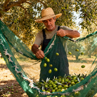 Мелисса Дэйнс
