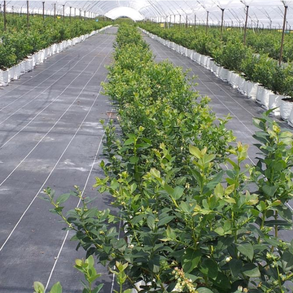 Применение садоводного коврика сорняков