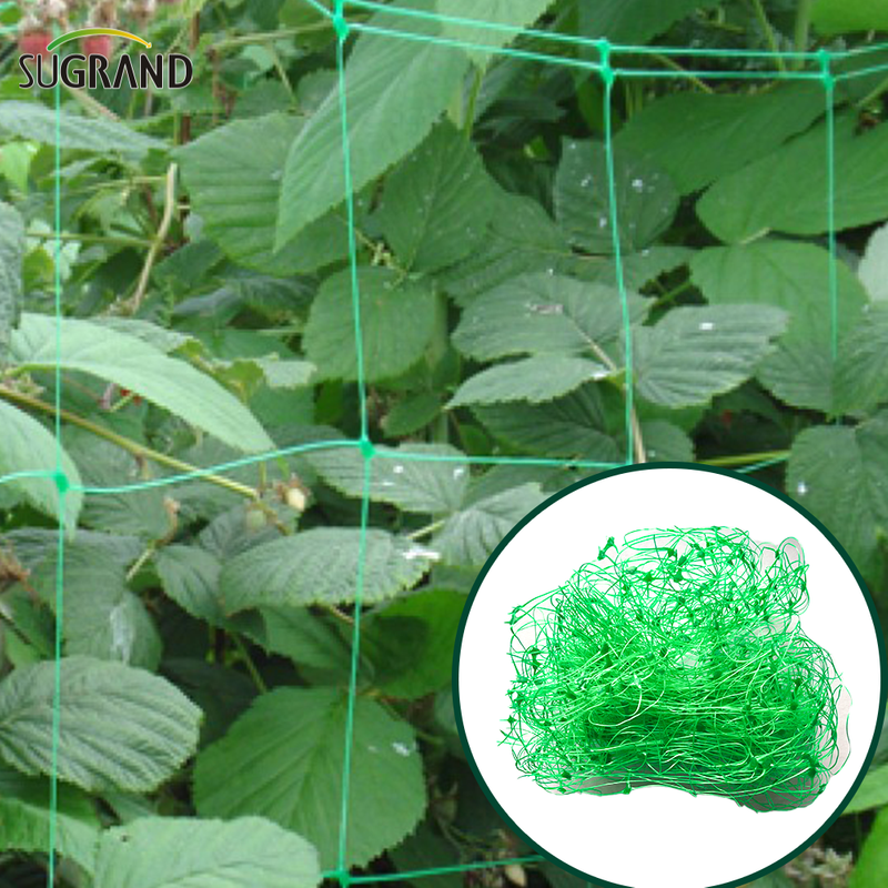 10GSM Green Plant Support Net/Bean Net