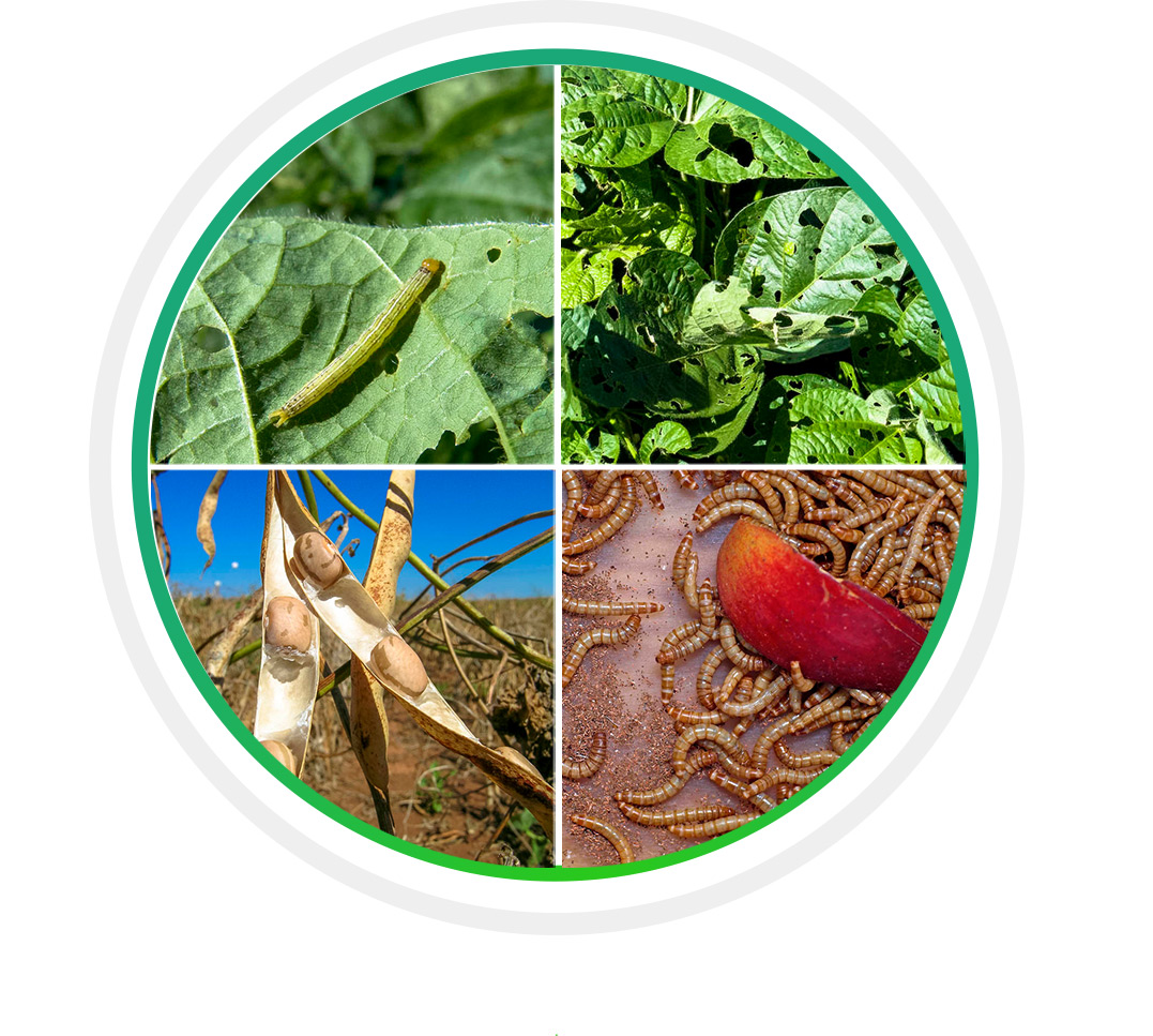 сетка от насекомых3