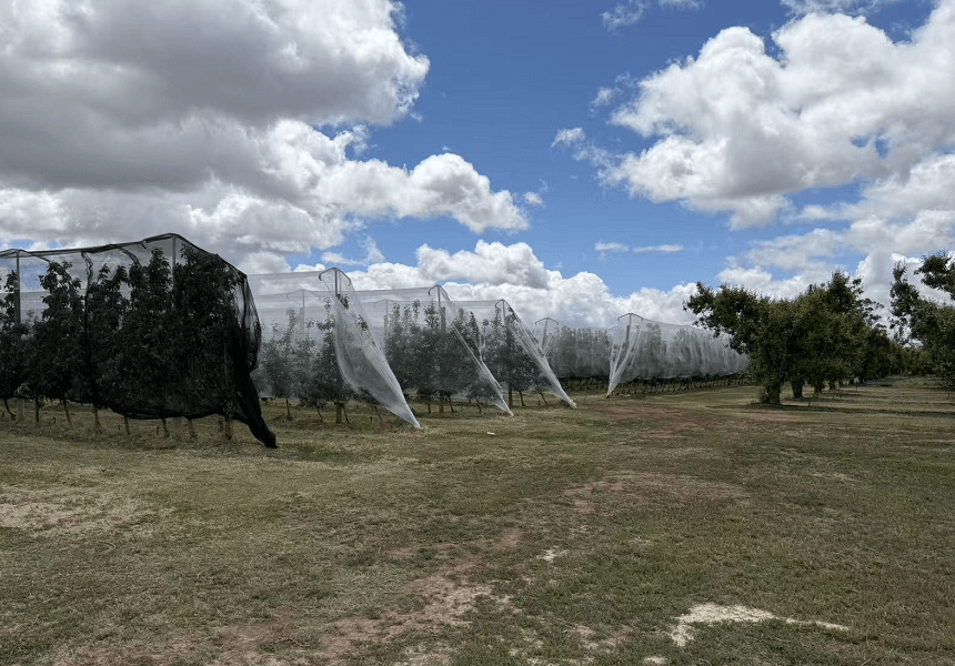 Сетка от града на виноградниках